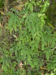 Adiantum cunninghamii. Mature plants growing on a bank.
 Image: L.R. Perrie © Leon Perrie CC BY-NC 3.0 NZ